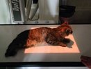 Застрявшую в окне беременную кошку спасли в Нижнем Новгороде