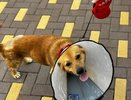 Главврач больницы спас умирающую собаку в Нижнем Новгороде