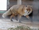 15 лисиц убьют в Нижегородской области из-за бешенства