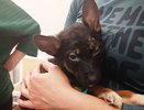 12 собак спасли из квартиры живодерки в Дзержинске