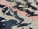 Нижегородцы пожаловались на птичий помет у мемориала на улице Бекетова