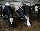 Нижегородцы реализуют проект по селекции коров за 180 млн рублей