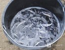  Стало известно, сколько зарабатывают рыболовы в Нижегородской области