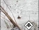 Рыбаки поймали черепах на удочку в Дзержинске