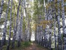 Нижегородцев предупредили о высокой концентрации аллергенов в воздухе