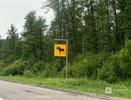 Стало известно, где в Нижегородской области чаще всего случаются ДТП с лосями