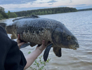 Мертвого гигантского карпа нашли у пруда в Нижегородской области