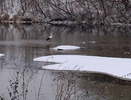 Аиста обнаружили на реке в Нижегородской области в январе