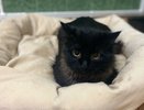 14 брошенных кошек привезли в Нижний Новгород из зоны СВО