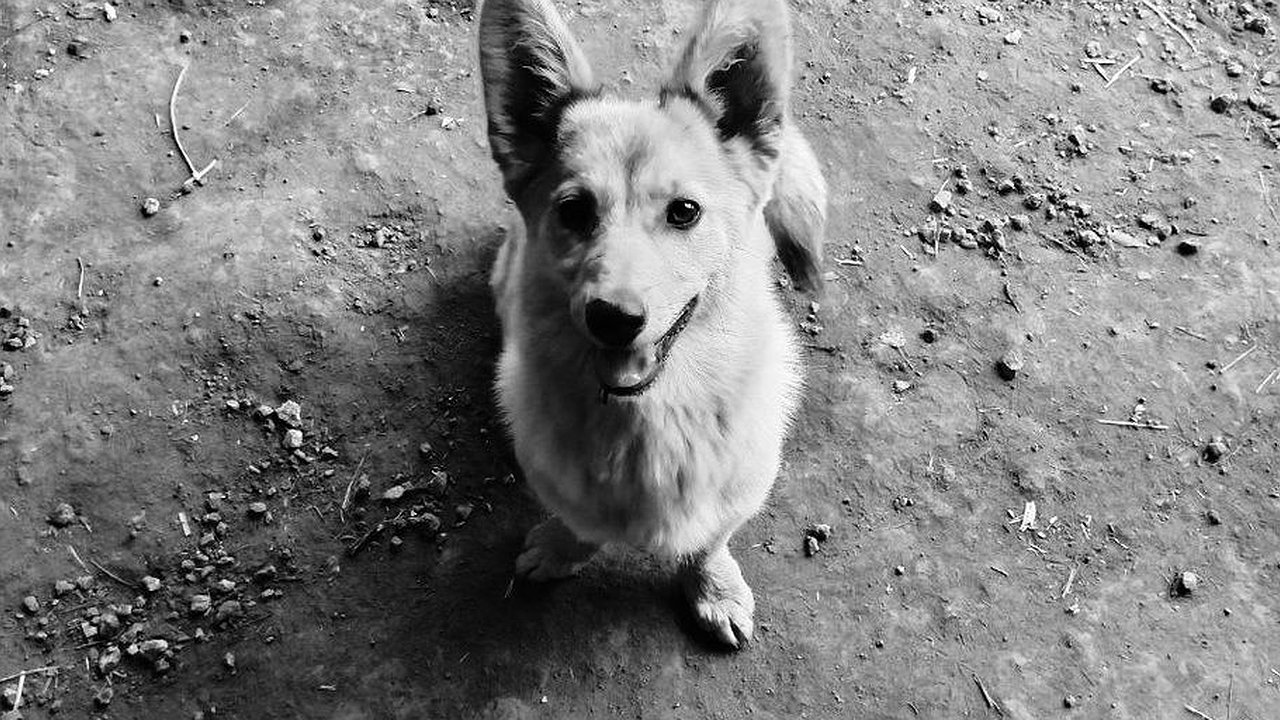 Главная картинка новости: Полиция заинтересовалась убийством корги в Нижегородской области