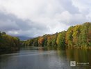 Убивающего ясени вредителя заметили в Нижегородской области