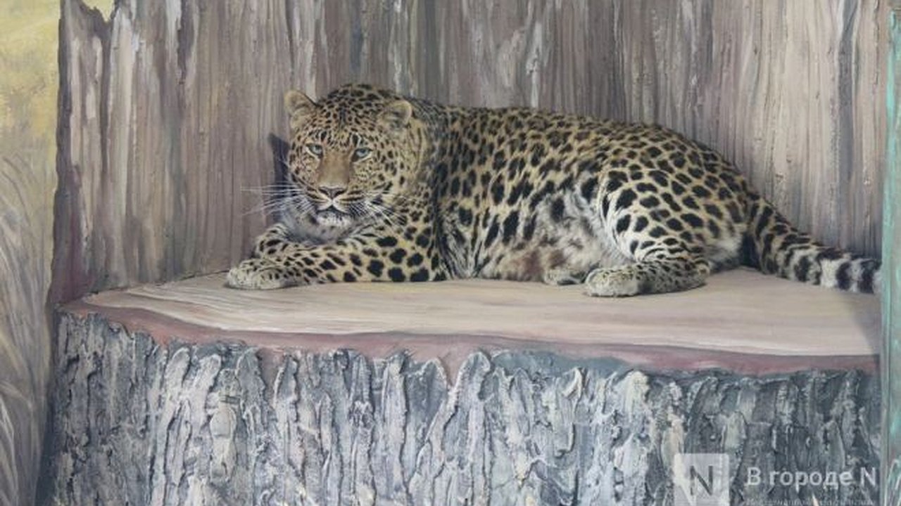 Главная картинка новости: Зоопарк «Лимпопо» в Нижнем Новгороде снова меняет режим работы