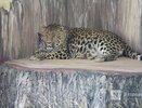 Зоопарк «Лимпопо» в Нижнем Новгороде снова меняет режим работы