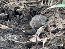 Нижегородским охотникам начали выдавать разрешения на добычу пушного зверя