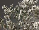 Заморозки до -4°С надвигаются на Нижегородскую область