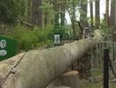 Упавшее дерево разрушило памятники на кладбище в Нижегородской области