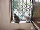 Семь кошек и две собаки выпали из окон в Нижнем Новгороде