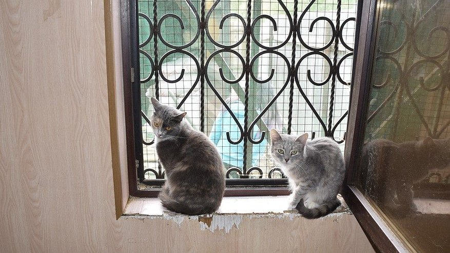 Главная картинка новости: Семь кошек и две собаки выпали из окон в Нижнем Новгороде