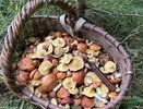 До 9 лет колонии грозит нижегородцам за сбор краснокнижных грибов