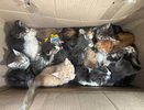 Измученных животных и трупы котят нашли в квартире странного нижегородца