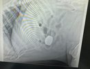 Нижегородские ветеринары спасли алабая, проглотившего огромный камень