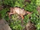 Жительница Дзержинска выкинула собак из окна