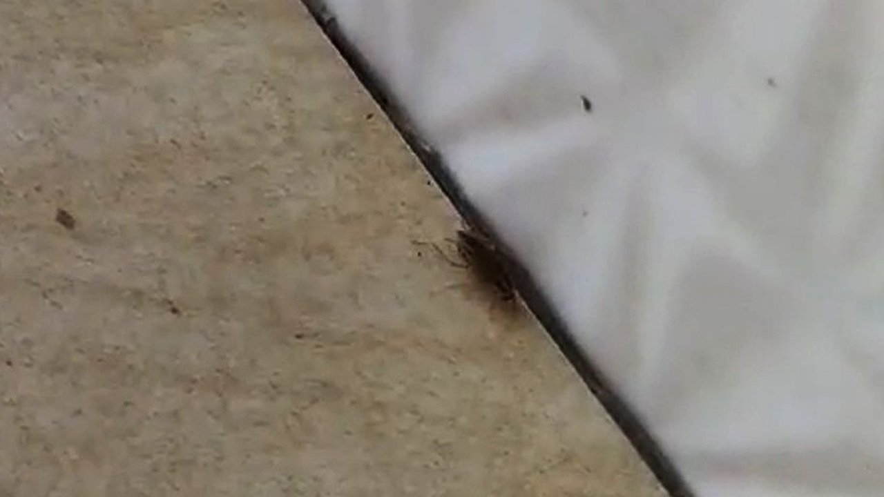 Главная картинка новости: Тараканы размножаются в муниципальной бане на Автозаводе вопреки травле