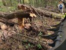 Рабочего чуть не убило деревом в лесу в Нижегородской области