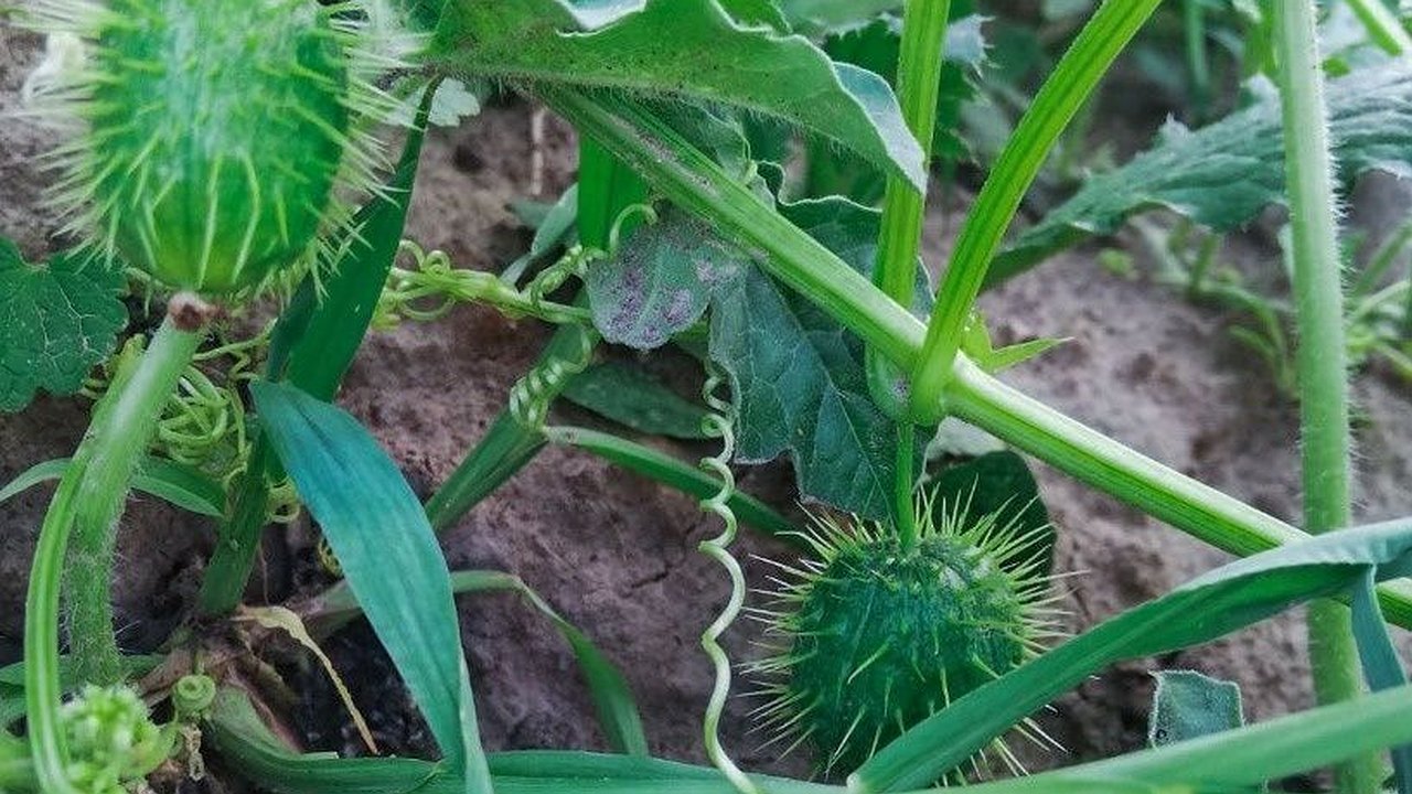Главная картинка новости: Бешеные огурцы неожиданно выросли в огороде нижегородского врача