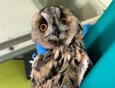 Прилетевшую из Праги сову спасли в Нижнем Новгороде