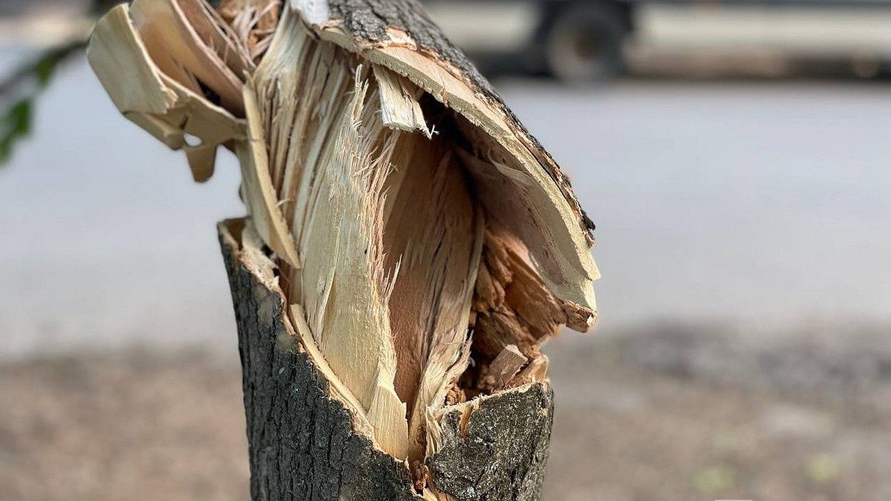Главная картинка новости: Ели вырубили у бывшего КЗ «Юпитер» в Нижнем Новгороде