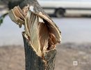 Ели вырубили у бывшего КЗ «Юпитер» в Нижнем Новгороде