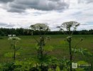 В Нижегородской области могут усилить меры по борьбе с борщевиком