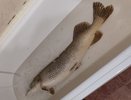 Щуку весом почти 8,5 кг выловил рыбак в Нижегородской области