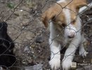 Приют «Сострадание» в Нижнем Новгороде уже неделю остается без воды