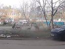Бездомные собаки атаковали ребенка в Нижегородской области