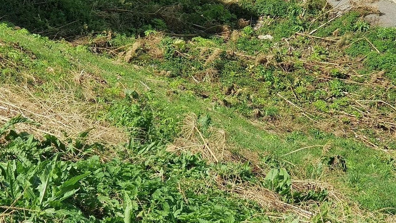 Главная картинка новости: 10 карантинных зон по повилике установлено в Нижегородской области