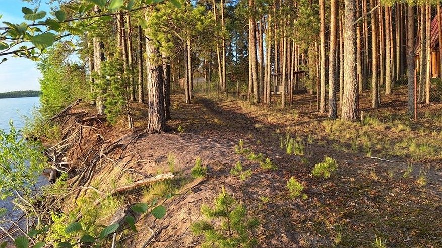 Главная картинка новости: Живописный лесной участок у реки выставлен на продажу в Нижегородской области