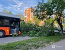 Появились фото с места падения дерева на легковушку в Нижнем Новгороде