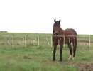 Конь перегрыз горло мужчине в Нижегородской области
