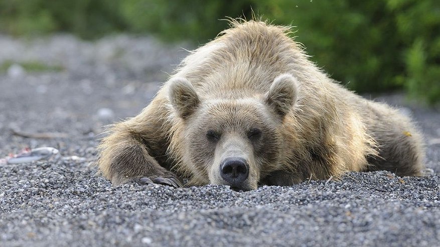 Главная картинка новости: ВТБ: стартовали съемки нового семейного кино о медведях Камчатки