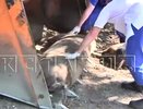 Зараженные свиньи сбежали из живодерни в Нижнем Новгороде