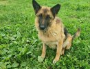 Нижегородские кинологи ищут новый дом для служебной собаки