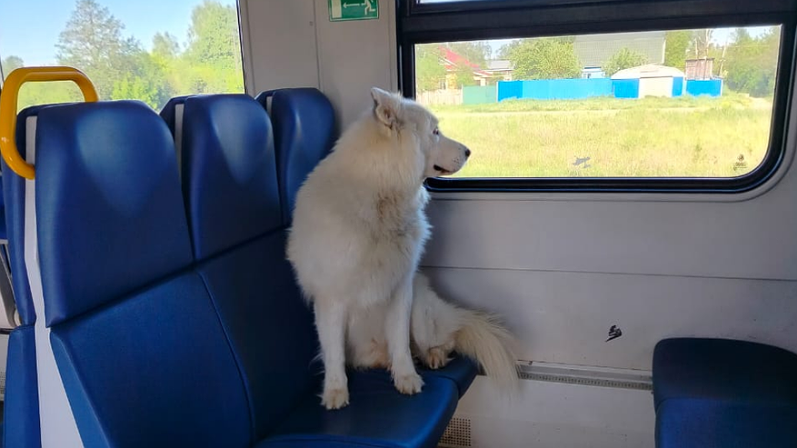 Главная картинка новости: Пса-путешественника обнаружили в электричке в Нижегородской области