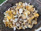 Нижегородцы хвастаются урожаем ягод и грибов в конце июня