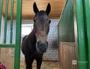 Лошадь лягнула коневода во время тренировки в Нижегородской области