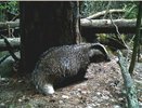Зараженного бешенством барсука нашли в Нижегородской области