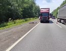 Фура насмерть сбила пешехода на трассе в Нижегородской области
