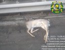 Автомобиль сбил косулю в Сормовском районе Нижнего Новгорода