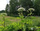 Власти рассказали, как борются с борщевиком в Нижегородской области